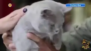 Funny Cats Videos