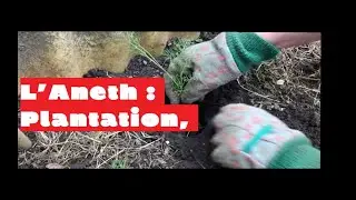 L'aneth : semis, plantation, culture, entretien et récolte 🌱