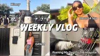 Weekly Vlog - GRWM to go to Wilson Creek Winery + Rushing my dog to the hospital :(