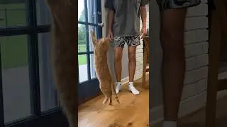 1 CENT CAT TOYS 🤯 