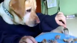 Dog eat with your hands.2.