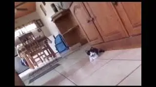 Yulbars mushuk, tigr and cat