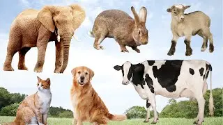 Cute little animals: Cat, pig, dog, chicken, cow,...