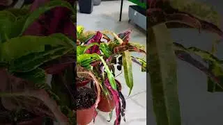 Кодиеум Dreadlock