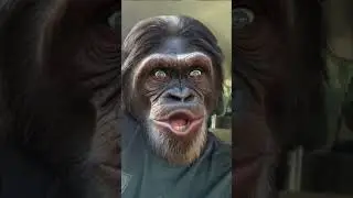 THICK SKULL #broke #head #dead #flat #jokes #joke #laughing #laugh #funny #chimpanzee