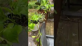Letting the Houseplants get some Light Rainfall 🌧️ 🪴