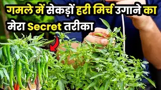 GHAR PAR HARI MIRCH UGANE KA TARIKA | हरी मिर्च उगाने का आसान तरीका | GARDENING | Daily Vlogs