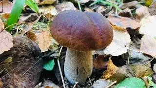 Считаем белые грибы, столько не встречал никогда😀😀😀🔥🔥🔥