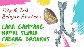 Anatomy Study Tips and Tricks: How to Quickly and Easily Memorize Bronchial Branching
