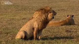Laughing Lion meme