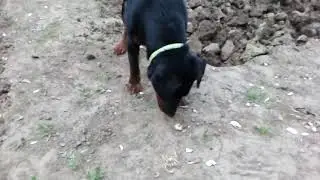 Ягдтерьер Джонни 8 месяцев