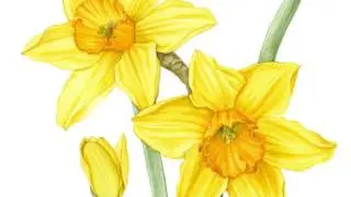 DRAWING DAFFODILS