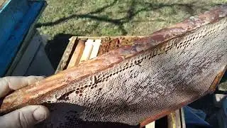 I am transferring bees from a rue hive to a dadan hive.
