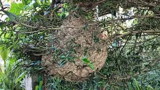 i found a giant nest of a Greater Banded #Hornet