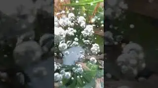Glass Paperweight