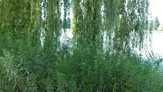 VICHY les bords de l'Allier