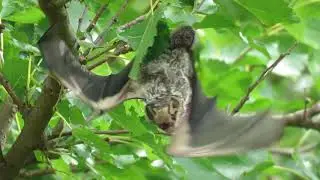 Bat in Blue Creek Township, Paulding County, OH on Aug  25, 2019