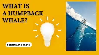 What is a humpback whale?