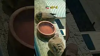 Way too hot to drink or get in...