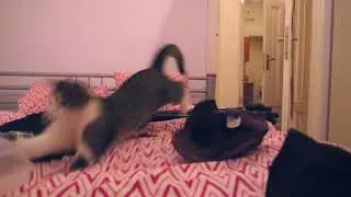 SlowMo Flicker Removal on Cat Test 2 of 2