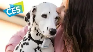 Tractive PET 3G GPS tracker - from CES 2018