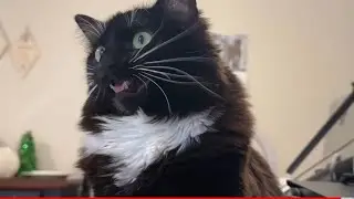 Ekkekkek: How Her Whiskers Tremble as This Fluffy Cat Chatters & Chirps at Birds #cat #cute #funny