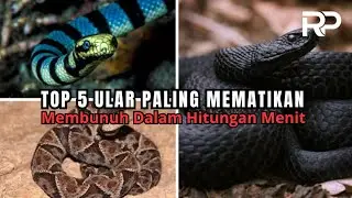 Top 5 Ular Paling Berbahaya di Dunia! Bisa Membunuh dalam Hitungan Menit ‼️