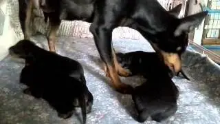 Koiranpentuvideo 2