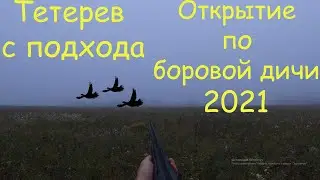 Охота на тетерева осень 2021 | Встретили ЛОСЯ!