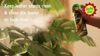 Baby Bio - Caring For Your Houseplants