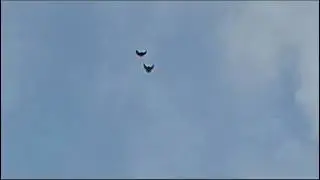 17.11.2023г. Голуби Миши, т.89371724236, Кряж, пригород г.Самары. Олег Костяков