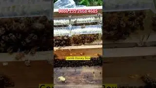 Comb Honey Box in the Bee Hive