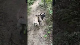 Adventure Pug