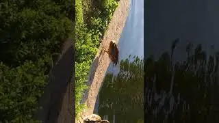 Кул урдак