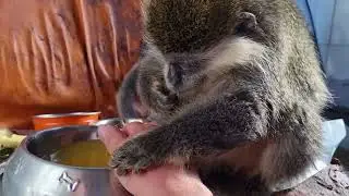 Лола