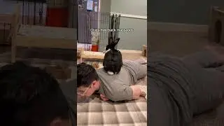 My Bunny Is Very Helpful 🤩 | Cutest Pet On Internet #shorts #rabbit #pets | Paws and Fur