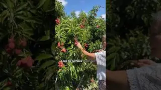 Tips for Growing And Harvesting Lychee 🌳