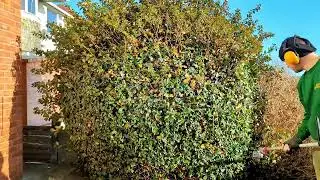 Escallonia trim AND reshape