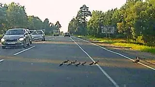 Утка ведёт утят к воде