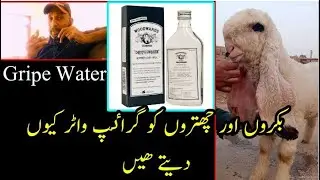 Bakro Aur Chatro Ko Gripe Water Kyu Dete Hain|