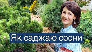 Найгарніша сосна , вже третя така. Як садила сосну.