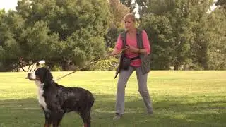 Train Dog to Leave It
