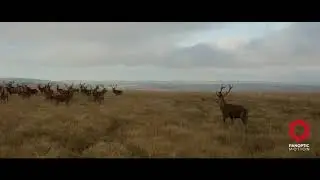 Exmoor Stags
