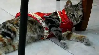 可愛明日香穿了衣服
