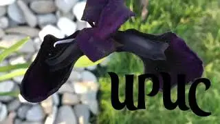 ЧЁРНЫЙ ИРИС