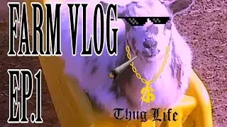 Thuggin With My Goats - Ft. Nigerian Dwarf Goats