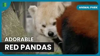 Red Panda Newborns - Animal Park - Documentary