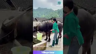 Get a Girl Who Can Do Both! 💪💩🐃 From Poop to Paradise! 