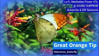 #lofi #meditation Power 47b. | #royaltyfreemusic | #copyrightfree #music #soundsurprise