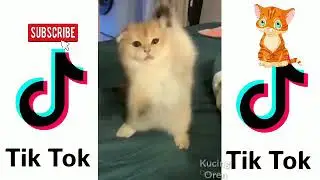 #Kucinglucutiktok #kucingoren KUMPULAN KUCING LUCU BANGET TIKTOK 😘 #18 - Kucing Oren